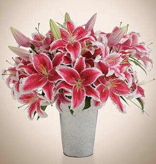 stargazer lillies